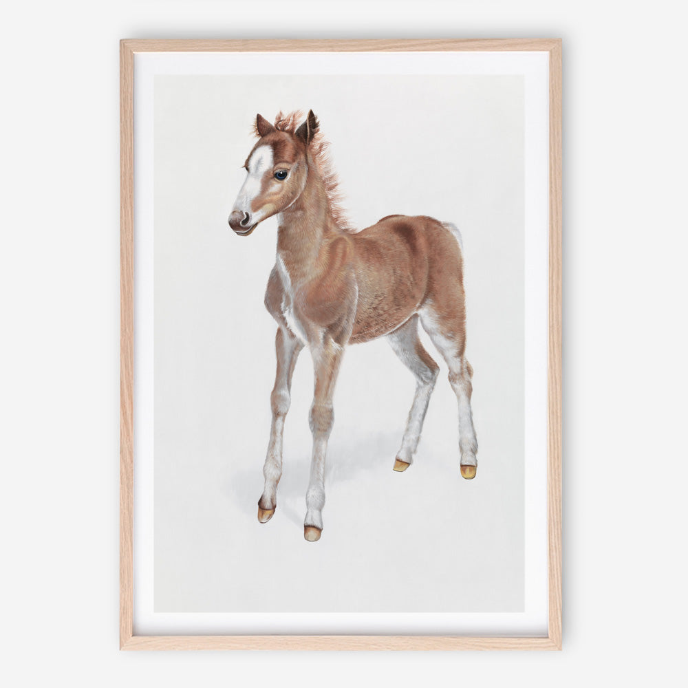 Shop Baby Foal Art Print a painted adorable baby nursery animal themed wall art print from The Print Emporium wall artwork collection - Buy Australian made fine art painting style poster and framed prints for the home and your interior decor room, TPE-287-AP