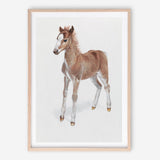 Shop Baby Foal Art Print a painted adorable baby nursery animal themed wall art print from The Print Emporium wall artwork collection - Buy Australian made fine art painting style poster and framed prints for the home and your interior decor room, TPE-287-AP