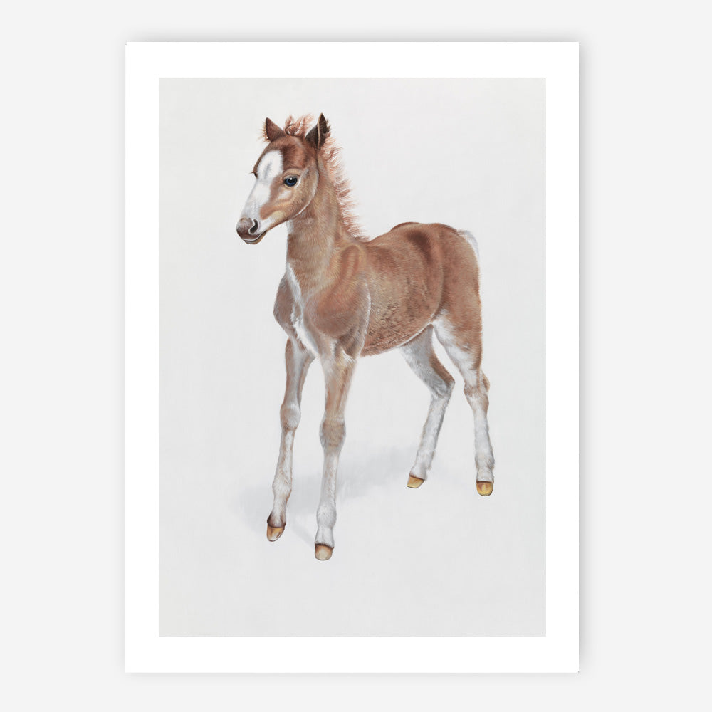Shop Baby Foal Art Print a painted adorable baby nursery animal themed wall art print from The Print Emporium wall artwork collection - Buy Australian made fine art painting style poster and framed prints for the home and your interior decor room, TPE-287-AP