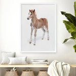 Shop Baby Foal Art Print a painted adorable baby nursery animal themed wall art print from The Print Emporium wall artwork collection - Buy Australian made fine art painting style poster and framed prints for the home and your interior decor room, TPE-287-AP