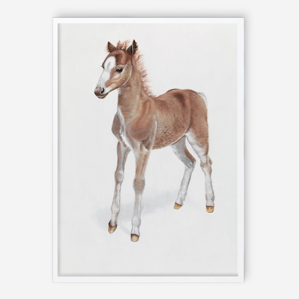 Shop Baby Foal Art Print a painted adorable baby nursery animal themed wall art print from The Print Emporium wall artwork collection - Buy Australian made fine art painting style poster and framed prints for the home and your interior decor room, TPE-287-AP