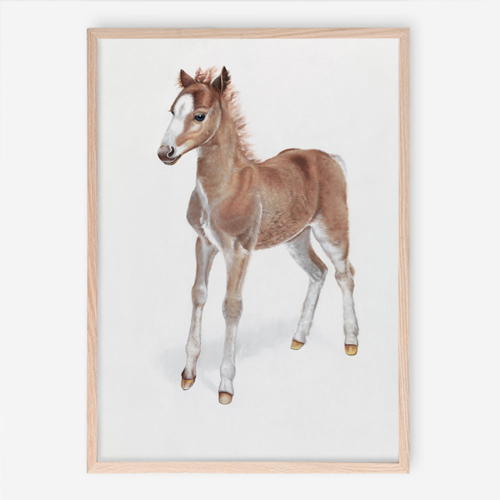 Shop Baby Foal Art Print a painted adorable baby nursery animal themed wall art print from The Print Emporium wall artwork collection - Buy Australian made fine art painting style poster and framed prints for the home and your interior decor room, TPE-287-AP