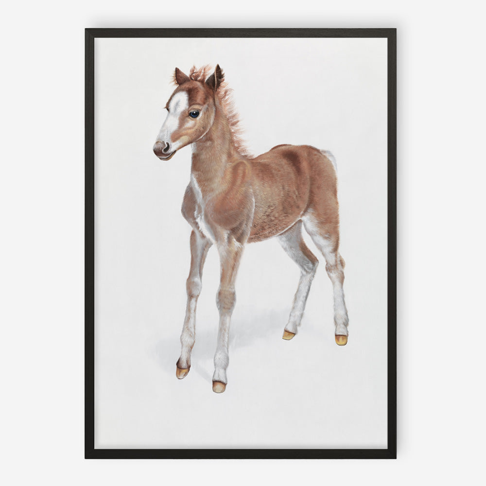 Shop Baby Foal Art Print a painted adorable baby nursery animal themed wall art print from The Print Emporium wall artwork collection - Buy Australian made fine art painting style poster and framed prints for the home and your interior decor room, TPE-287-AP