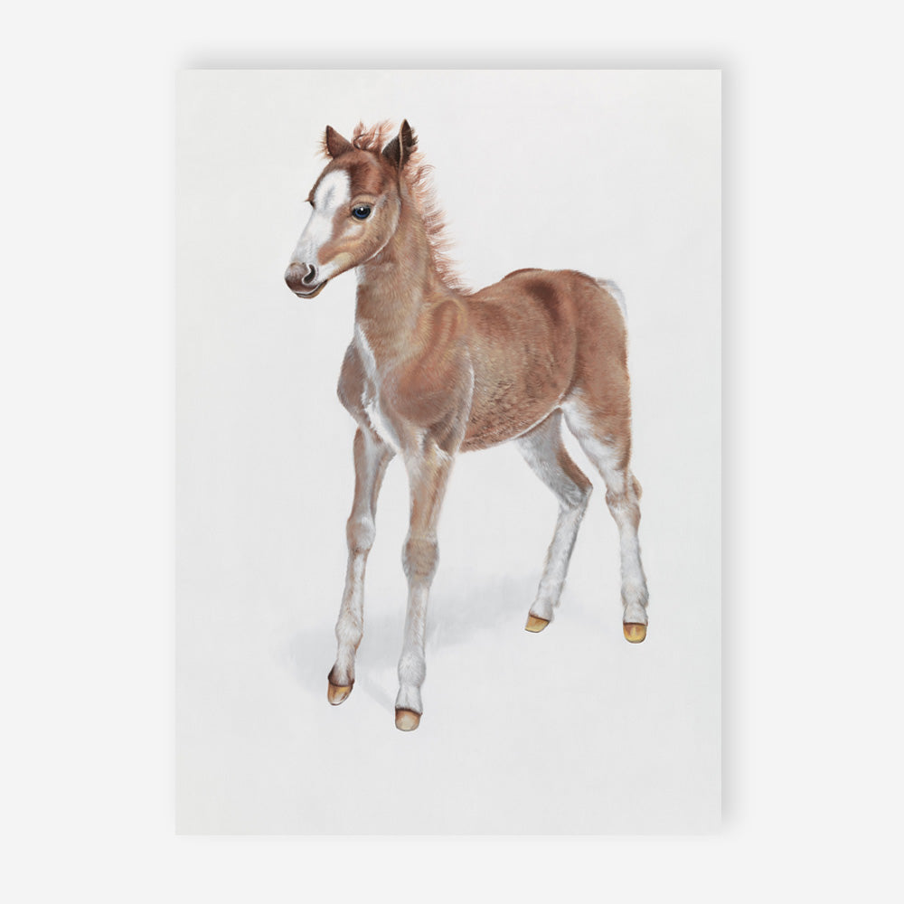 Shop Baby Foal Art Print a painted adorable baby nursery animal themed wall art print from The Print Emporium wall artwork collection - Buy Australian made fine art painting style poster and framed prints for the home and your interior decor room, TPE-287-AP