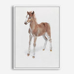 Shop Baby Foal Canvas Print a painted adorable baby nursery room animal themed framed canvas wall art print from The Print Emporium artwork collection - Buy Australian made fine art painting style stretched canvas prints for the home and your interior decor space, TPE-287-CA-35X46-NF