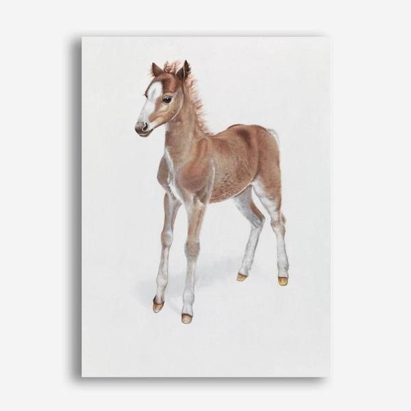 Shop Baby Foal Canvas Print a painted adorable baby nursery room animal themed framed canvas wall art print from The Print Emporium artwork collection - Buy Australian made fine art painting style stretched canvas prints for the home and your interior decor space, TPE-287-CA-35X46-NF