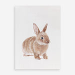 Shop Baby Rabbit Art Print a painted adorable baby nursery animal themed wall art print from The Print Emporium wall artwork collection - Buy Australian made fine art painting style poster and framed prints for the home and your interior decor room, TPE-201-AP