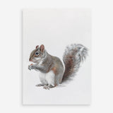 Shop Baby Squirrel Art Print a painted adorable baby nursery animal themed wall art print from The Print Emporium wall artwork collection - Buy Australian made fine art painting style poster and framed prints for the home and your interior decor room, TPE-255-AP