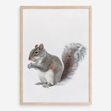 Shop Baby Squirrel Art Print a painted adorable baby nursery animal themed wall art print from The Print Emporium wall artwork collection - Buy Australian made fine art painting style poster and framed prints for the home and your interior decor room, TPE-255-AP