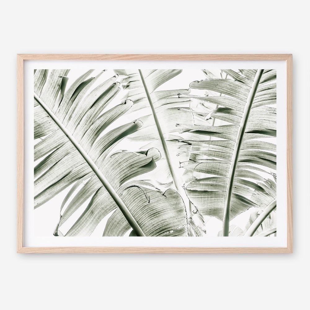 Shop Banana Palms Photo Art Print abstract painted design wall artwork prints by The Print Emporium buy Australian made fine art poster and framed canvas wall decor prints for the home and add some interior inspiration for your bedroom living room dining room or home office, TPE-546-AP