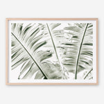 Shop Banana Palms Photo Art Print abstract painted design wall artwork prints by The Print Emporium buy Australian made fine art poster and framed canvas wall decor prints for the home and add some interior inspiration for your bedroom living room dining room or home office, TPE-546-AP