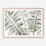 Shop Banana Palms Photo Art Print abstract painted design wall artwork prints by The Print Emporium buy Australian made fine art poster and framed canvas wall decor prints for the home and add some interior inspiration for your bedroom living room dining room or home office, TPE-546-AP