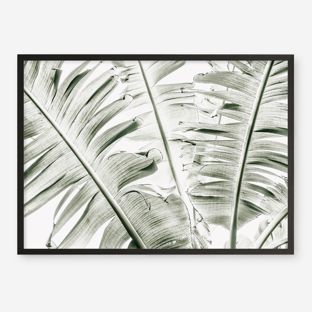 Shop Banana Palms Photo Art Print abstract painted design wall artwork prints by The Print Emporium buy Australian made fine art poster and framed canvas wall decor prints for the home and add some interior inspiration for your bedroom living room dining room or home office, TPE-546-AP