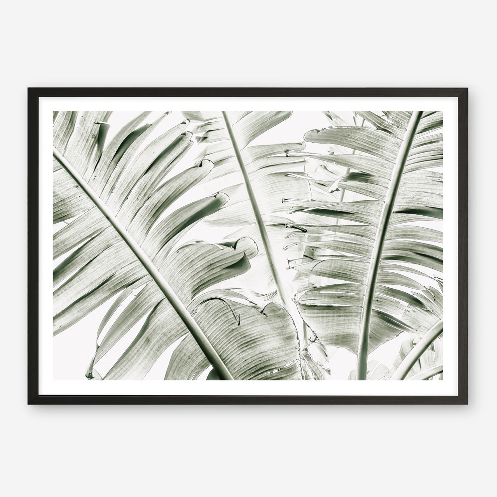Shop Banana Palms Photo Art Print abstract painted design wall artwork prints by The Print Emporium buy Australian made fine art poster and framed canvas wall decor prints for the home and add some interior inspiration for your bedroom living room dining room or home office, TPE-546-AP
