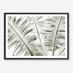 Shop Banana Palms Photo Art Print abstract painted design wall artwork prints by The Print Emporium buy Australian made fine art poster and framed canvas wall decor prints for the home and add some interior inspiration for your bedroom living room dining room or home office, TPE-546-AP