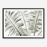 Shop Banana Palms Photo Art Print abstract painted design wall artwork prints by The Print Emporium buy Australian made fine art poster and framed canvas wall decor prints for the home and add some interior inspiration for your bedroom living room dining room or home office, TPE-546-AP