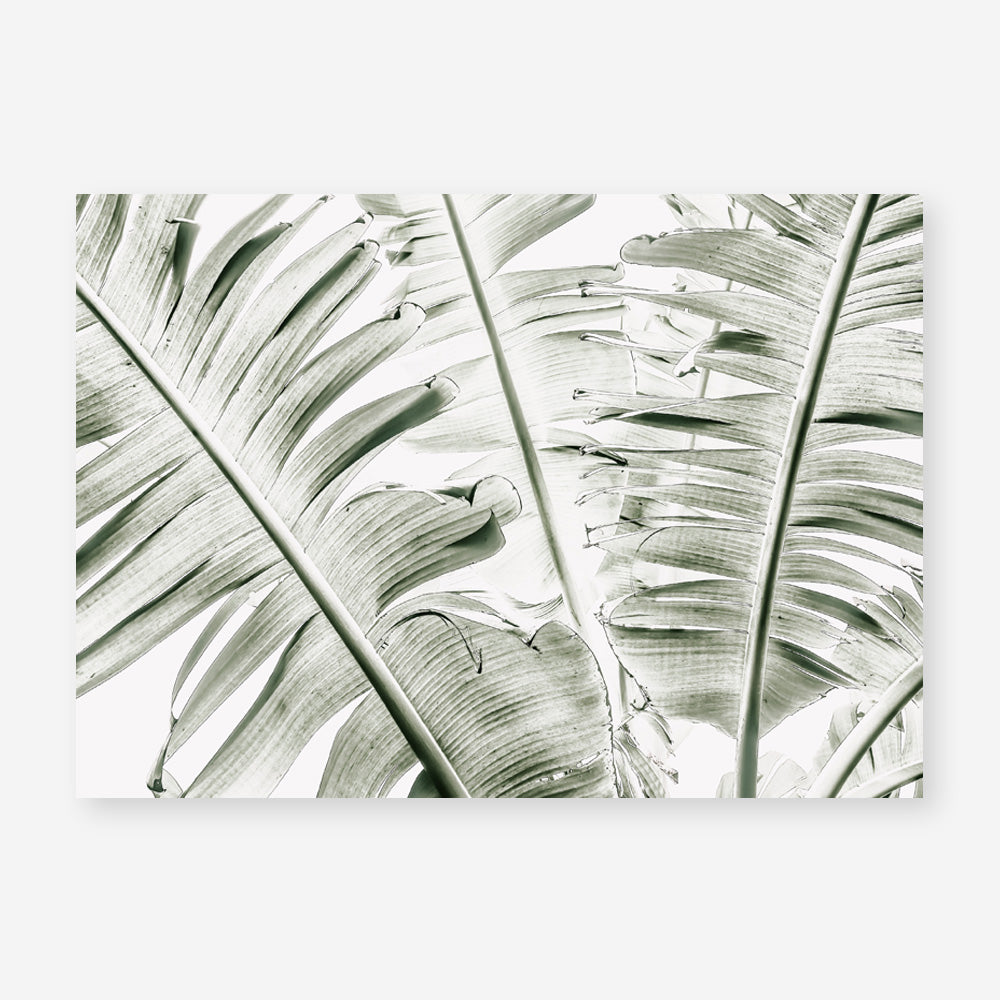 Shop Banana Palms Photo Art Print abstract painted design wall artwork prints by The Print Emporium buy Australian made fine art poster and framed canvas wall decor prints for the home and add some interior inspiration for your bedroom living room dining room or home office, TPE-546-AP