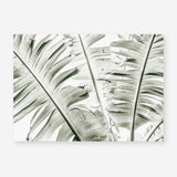 Shop Banana Palms Photo Art Print abstract painted design wall artwork prints by The Print Emporium buy Australian made fine art poster and framed canvas wall decor prints for the home and add some interior inspiration for your bedroom living room dining room or home office, TPE-546-AP