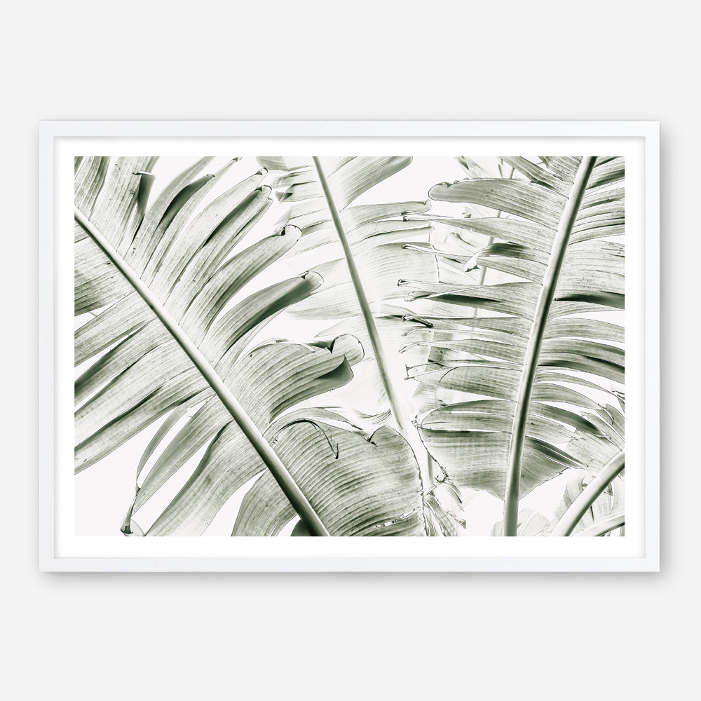 Shop Banana Palms Photo Art Print abstract painted design wall artwork prints by The Print Emporium buy Australian made fine art poster and framed canvas wall decor prints for the home and add some interior inspiration for your bedroom living room dining room or home office, TPE-546-AP