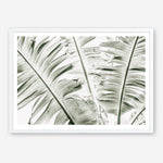 Shop Banana Palms Photo Art Print abstract painted design wall artwork prints by The Print Emporium buy Australian made fine art poster and framed canvas wall decor prints for the home and add some interior inspiration for your bedroom living room dining room or home office, TPE-546-AP