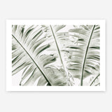 Shop Banana Palms Photo Art Print abstract painted design wall artwork prints by The Print Emporium buy Australian made fine art poster and framed canvas wall decor prints for the home and add some interior inspiration for your bedroom living room dining room or home office, TPE-546-AP