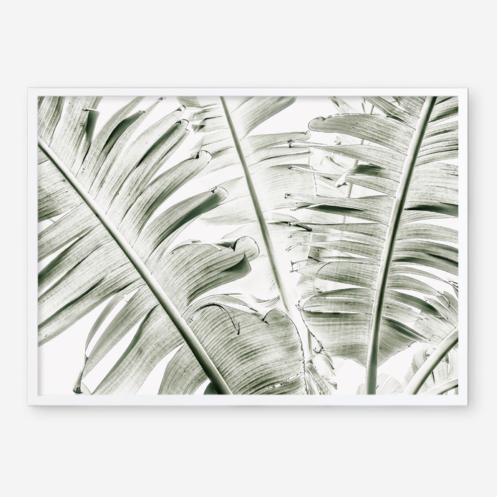 Shop Banana Palms Photo Art Print abstract painted design wall artwork prints by The Print Emporium buy Australian made fine art poster and framed canvas wall decor prints for the home and add some interior inspiration for your bedroom living room dining room or home office, TPE-546-AP