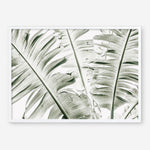 Shop Banana Palms Photo Art Print abstract painted design wall artwork prints by The Print Emporium buy Australian made fine art poster and framed canvas wall decor prints for the home and add some interior inspiration for your bedroom living room dining room or home office, TPE-546-AP