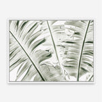 Shop Banana Palms Photo Canvas Print a coastal themed photography framed stretched canvas print from The Print Emporium wall artwork collection - Buy Australian made prints for the home and your interior decor space, TPE-546-CA-35X46-NF