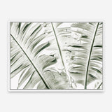 Shop Banana Palms Photo Canvas Print a coastal themed photography framed stretched canvas print from The Print Emporium wall artwork collection - Buy Australian made prints for the home and your interior decor space, TPE-546-CA-35X46-NF