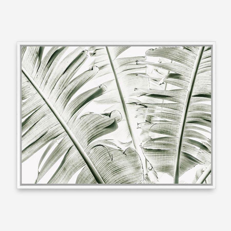 Shop Banana Palms Photo Canvas Print a coastal themed photography framed stretched canvas print from The Print Emporium wall artwork collection - Buy Australian made prints for the home and your interior decor space, TPE-546-CA-35X46-NF