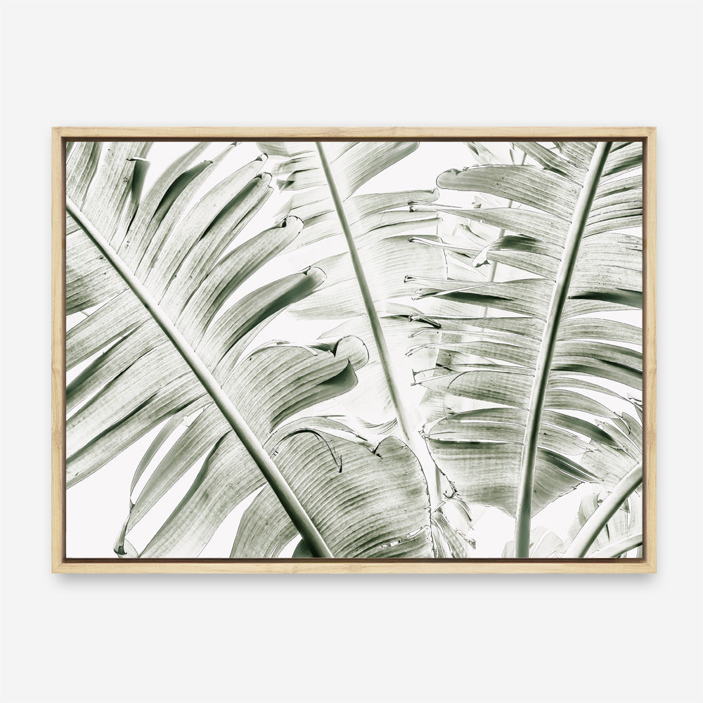 Shop Banana Palms Photo Canvas Print a coastal themed photography framed stretched canvas print from The Print Emporium wall artwork collection - Buy Australian made prints for the home and your interior decor space, TPE-546-CA-35X46-NF