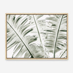 Shop Banana Palms Photo Canvas Print a coastal themed photography framed stretched canvas print from The Print Emporium wall artwork collection - Buy Australian made prints for the home and your interior decor space, TPE-546-CA-35X46-NF