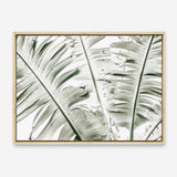 Shop Banana Palms Photo Canvas Print a coastal themed photography framed stretched canvas print from The Print Emporium wall artwork collection - Buy Australian made prints for the home and your interior decor space, TPE-546-CA-35X46-NF