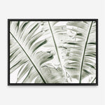 Shop Banana Palms Photo Canvas Print a coastal themed photography framed stretched canvas print from The Print Emporium wall artwork collection - Buy Australian made prints for the home and your interior decor space, TPE-546-CA-35X46-NF