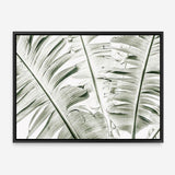 Shop Banana Palms Photo Canvas Print a coastal themed photography framed stretched canvas print from The Print Emporium wall artwork collection - Buy Australian made prints for the home and your interior decor space, TPE-546-CA-35X46-NF