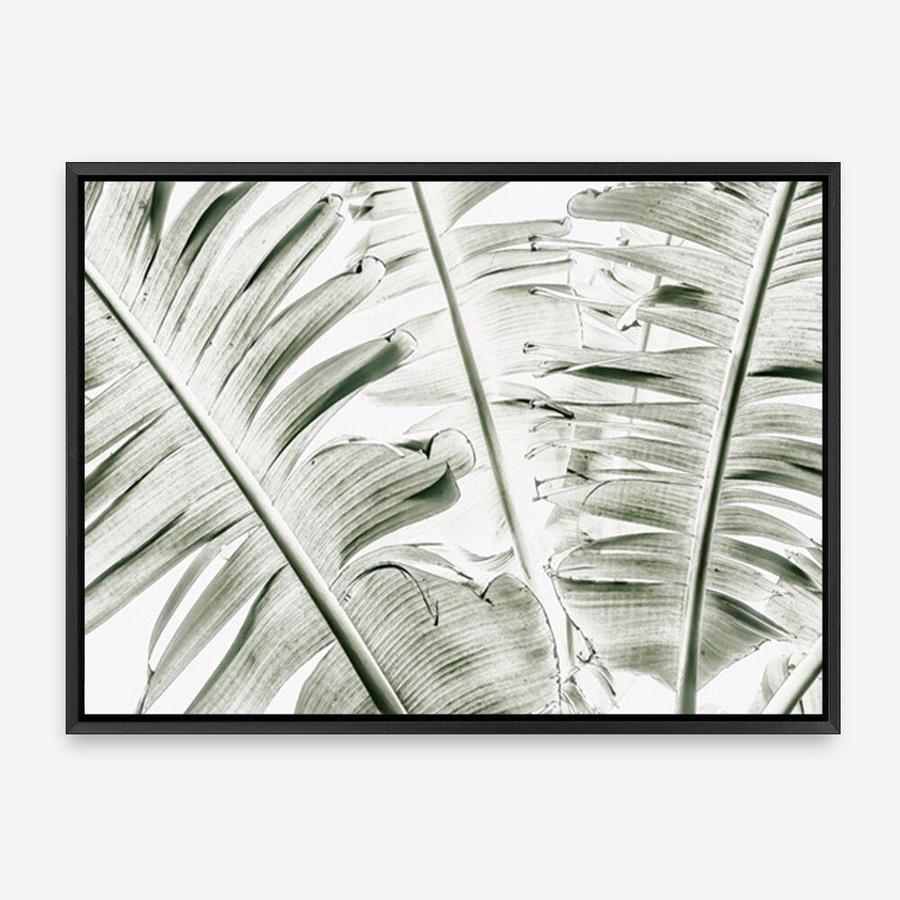 Shop Banana Palms Photo Canvas Print a coastal themed photography framed stretched canvas print from The Print Emporium wall artwork collection - Buy Australian made prints for the home and your interior decor space, TPE-546-CA-35X46-NF