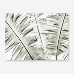 Shop Banana Palms Photo Canvas Print a coastal themed photography framed stretched canvas print from The Print Emporium wall artwork collection - Buy Australian made prints for the home and your interior decor space, TPE-546-CA-35X46-NF
