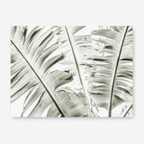 Shop Banana Palms Photo Canvas Print a coastal themed photography framed stretched canvas print from The Print Emporium wall artwork collection - Buy Australian made prints for the home and your interior decor space, TPE-546-CA-35X46-NF