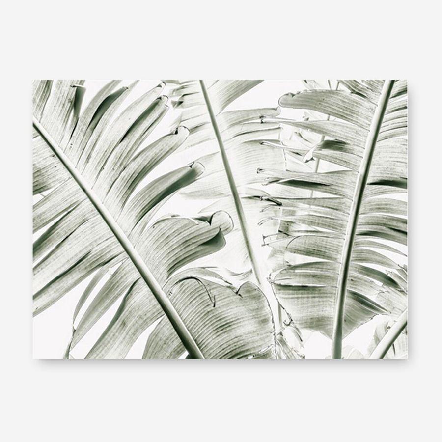 Shop Banana Palms Photo Canvas Print a coastal themed photography framed stretched canvas print from The Print Emporium wall artwork collection - Buy Australian made prints for the home and your interior decor space, TPE-546-CA-35X46-NF