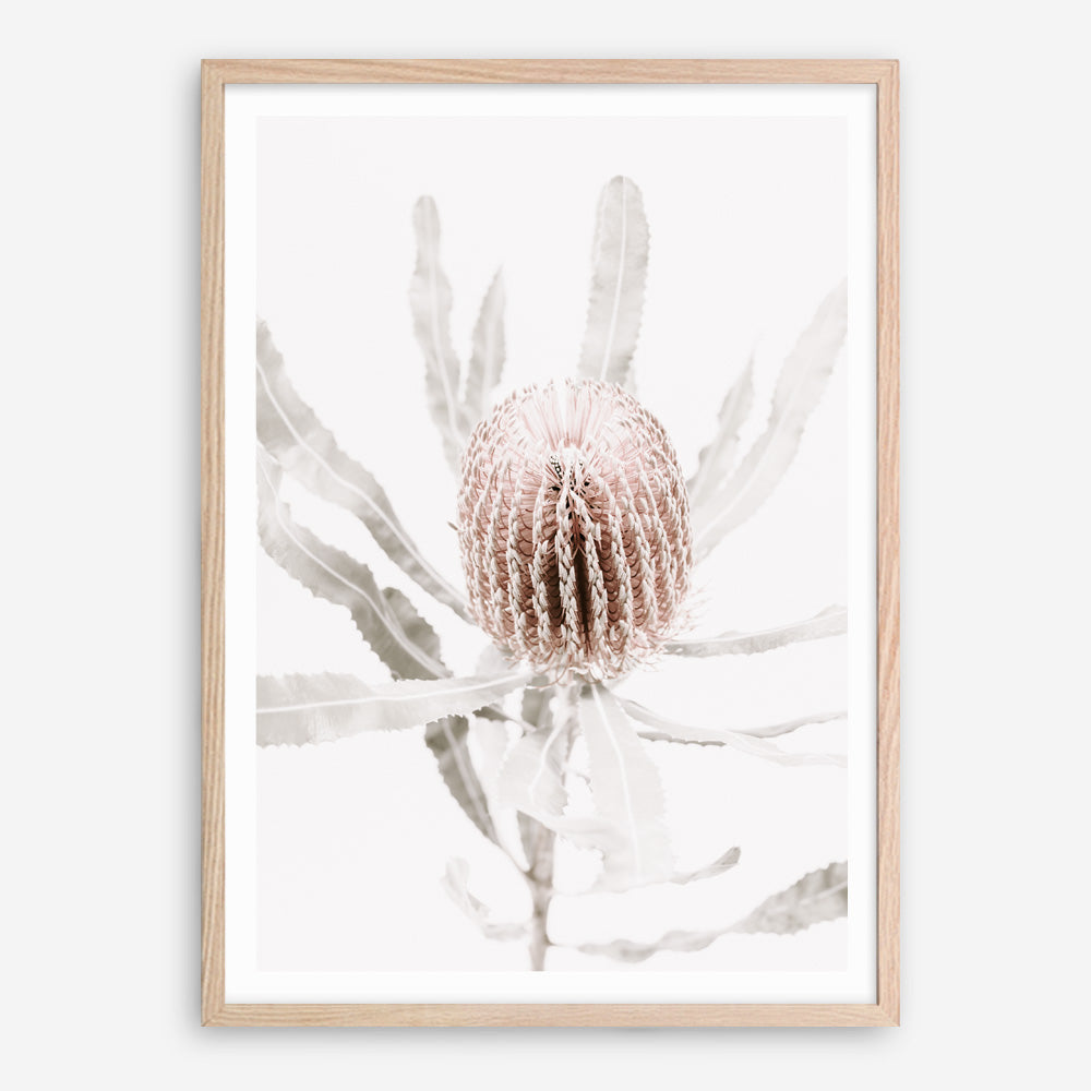 Shop Banksia I Photo Art Print a floral themed photography wall art print from The Print Emporium wall artwork collection - Buy Australian made fine art poster and framed prints for the home and your interior decor room, TPE-520-AP