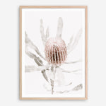 Shop Banksia I Photo Art Print a floral themed photography wall art print from The Print Emporium wall artwork collection - Buy Australian made fine art poster and framed prints for the home and your interior decor room, TPE-520-AP