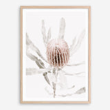 Shop Banksia I Photo Art Print a floral themed photography wall art print from The Print Emporium wall artwork collection - Buy Australian made fine art poster and framed prints for the home and your interior decor room, TPE-520-AP