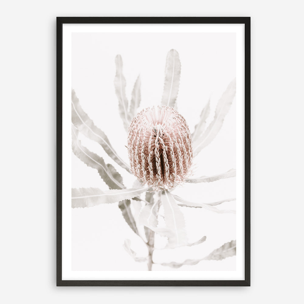 Shop Banksia I Photo Art Print a floral themed photography wall art print from The Print Emporium wall artwork collection - Buy Australian made fine art poster and framed prints for the home and your interior decor room, TPE-520-AP