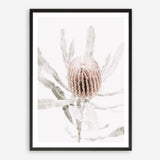 Shop Banksia I Photo Art Print a floral themed photography wall art print from The Print Emporium wall artwork collection - Buy Australian made fine art poster and framed prints for the home and your interior decor room, TPE-520-AP