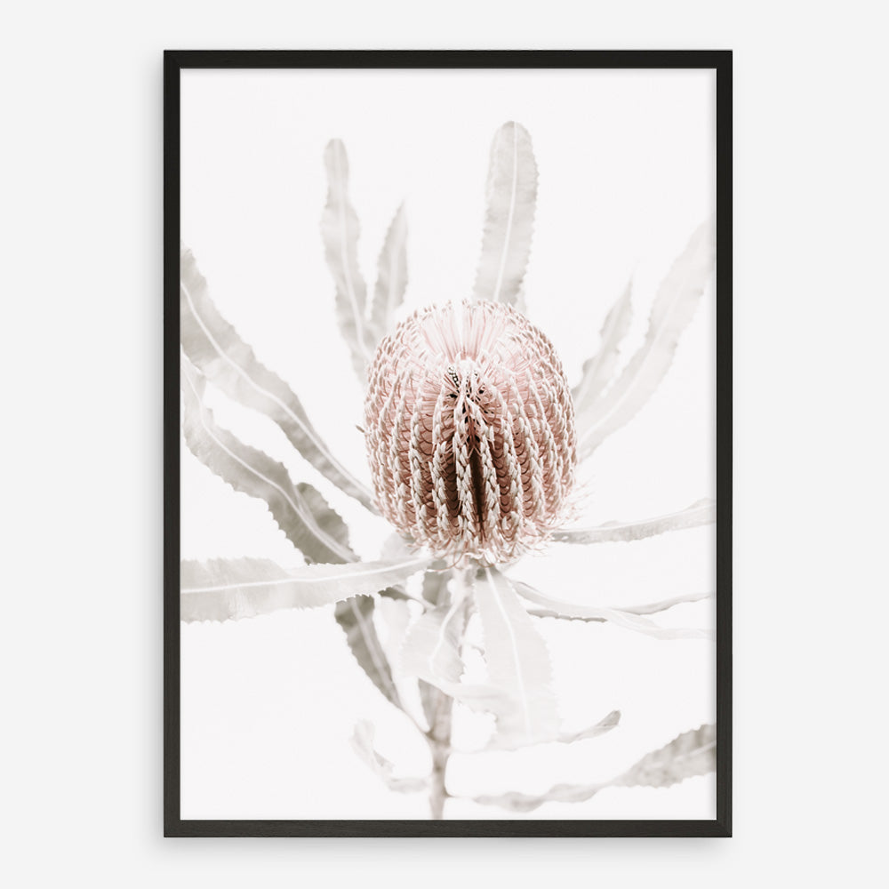 Shop Banksia I Photo Art Print a floral themed photography wall art print from The Print Emporium wall artwork collection - Buy Australian made fine art poster and framed prints for the home and your interior decor room, TPE-520-AP
