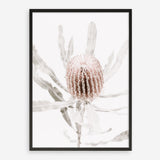 Shop Banksia I Photo Art Print a floral themed photography wall art print from The Print Emporium wall artwork collection - Buy Australian made fine art poster and framed prints for the home and your interior decor room, TPE-520-AP