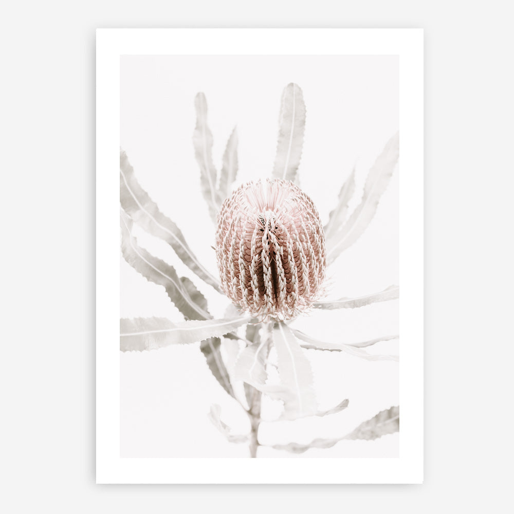 Shop Banksia I Photo Art Print a floral themed photography wall art print from The Print Emporium wall artwork collection - Buy Australian made fine art poster and framed prints for the home and your interior decor room, TPE-520-AP