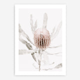 Shop Banksia I Photo Art Print a floral themed photography wall art print from The Print Emporium wall artwork collection - Buy Australian made fine art poster and framed prints for the home and your interior decor room, TPE-520-AP