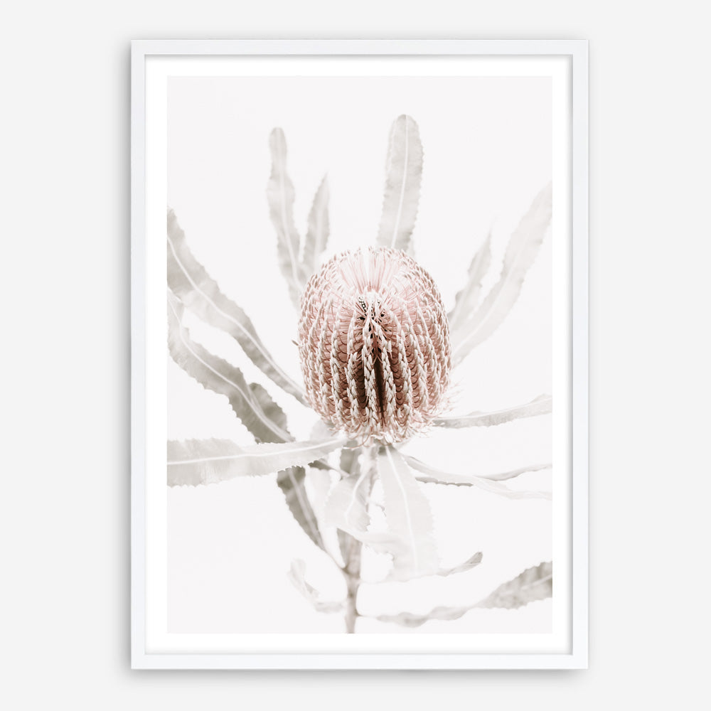 Shop Banksia I Photo Art Print a floral themed photography wall art print from The Print Emporium wall artwork collection - Buy Australian made fine art poster and framed prints for the home and your interior decor room, TPE-520-AP