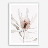 Shop Banksia I Photo Art Print a floral themed photography wall art print from The Print Emporium wall artwork collection - Buy Australian made fine art poster and framed prints for the home and your interior decor room, TPE-520-AP